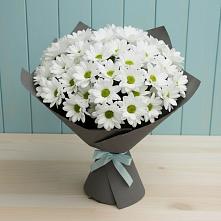 Букет цветов из:  Хризантемы в Быково Волгоградской области